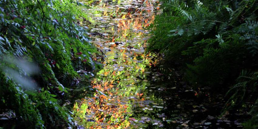 natuur-water-bladeren