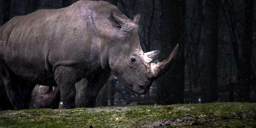 neushoorn-natuur