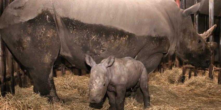 'Nederlandse' neushoorn in Franse dierentuin afgeslacht voor hoorn