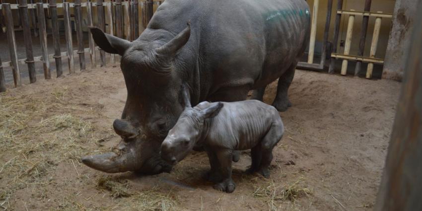 Safaripark Beekse Bergen