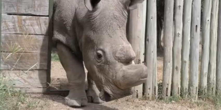 Laatste witte neushoornmannetje dood
