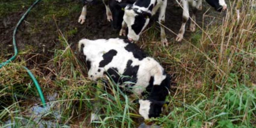 Veel verwaarloosde dieren aangetroffen bij melkveehouder in Noord-Brabant