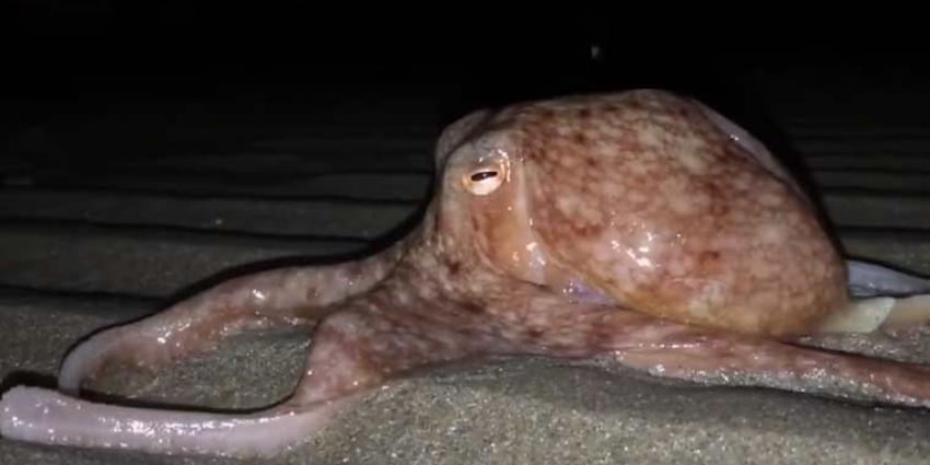 Tientallen octopussen kropen over het strand van Wales 