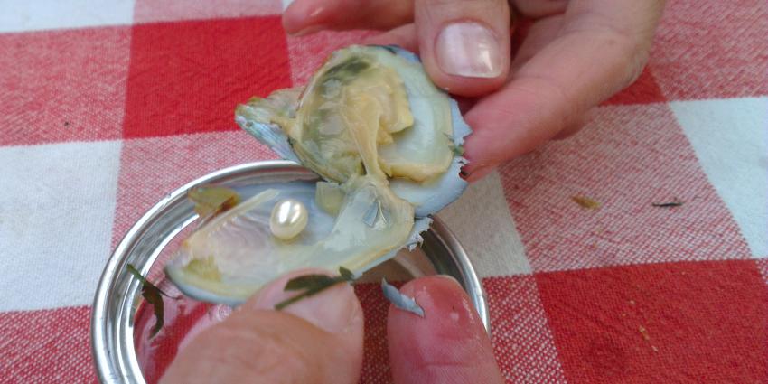 Waarschuwing voor eten schelpdieren uit de Westerschelde 
