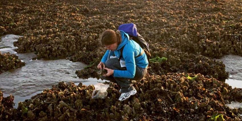 Platte oesters gevonden in de Waddenzee