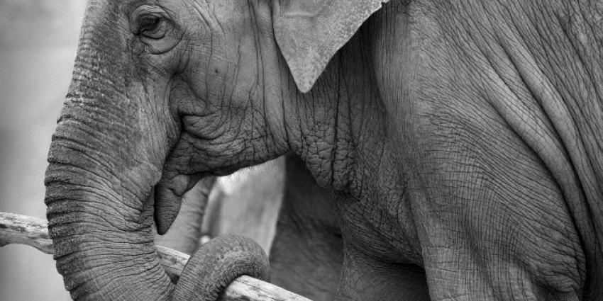 Marathonuitzending Zapp Your Planet haalt 275.982 euro op voor de olifant