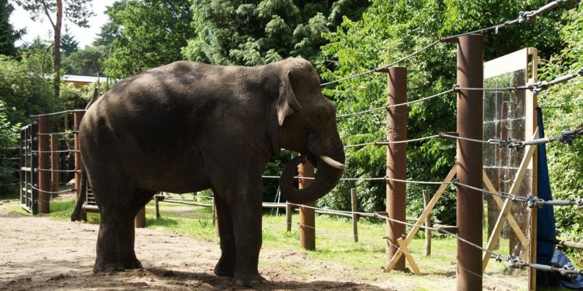 Dierenpark houdt olifant spiegel voor