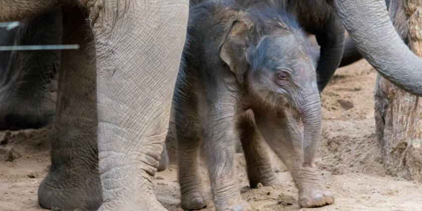 Olifantje geboren in DierenPark Amersfoort