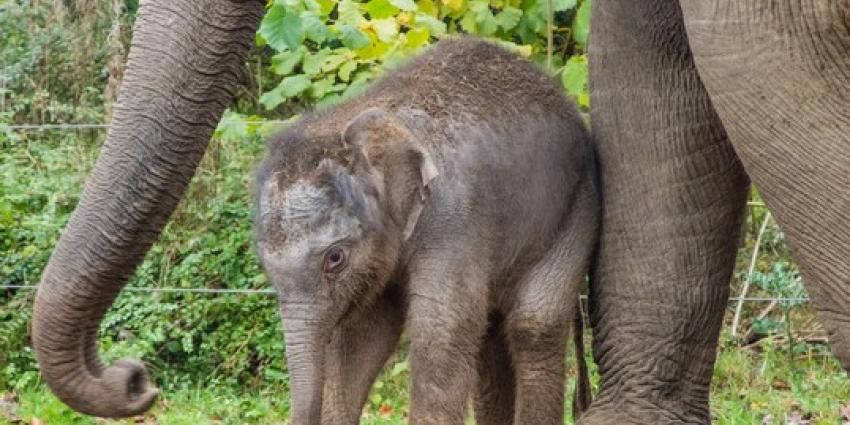 Twee jonge olifantjes verwacht in DierenPark Amersfoort   