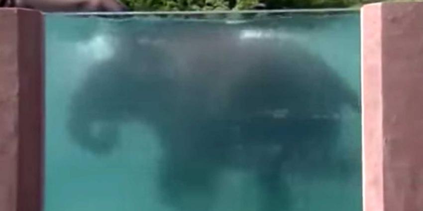 Japanse dierentuin bouwt speciaal zwembad voor olifanten