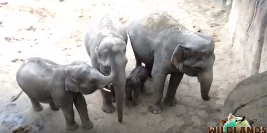 Eerste olifantje in dierenpark Wildlands geboren 