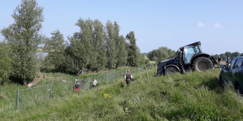 Twee van de drie doodgeschoten herten waren drachtig