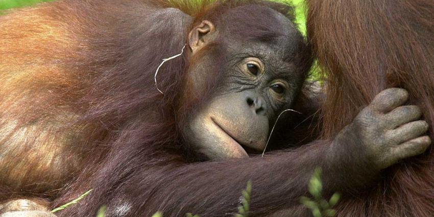 Orang-Oetan in Apenheul op onverklaarbare wijze verdronken