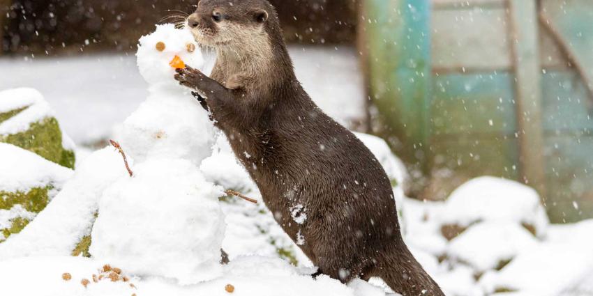 Ook sneeuwpret voor de dieren in DierenPark Amersfoort 