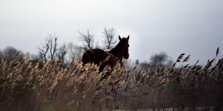 paard-dressuur-weiland