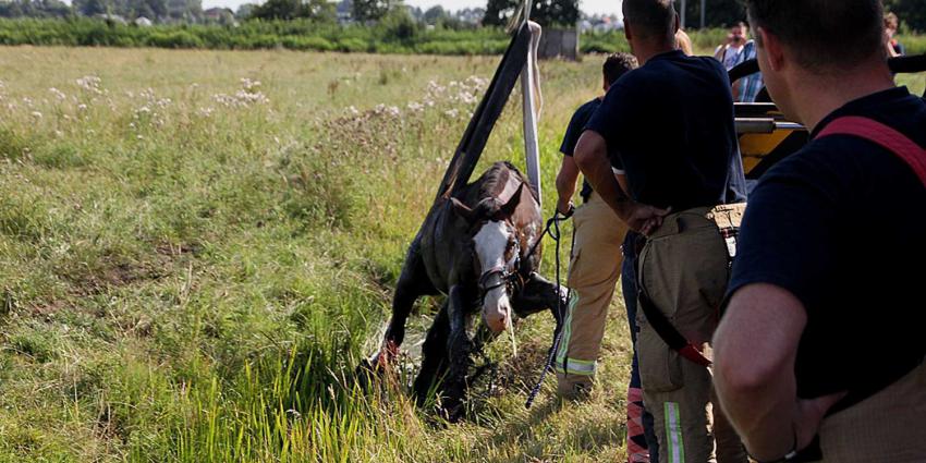 Brandweer takelt paard uit de sloot