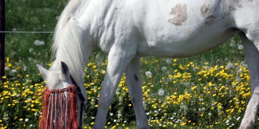 Foto van paard in weiland | Archief EHF