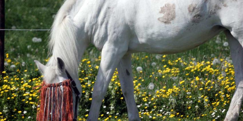 Foto van paard in weiland | Archief EHF