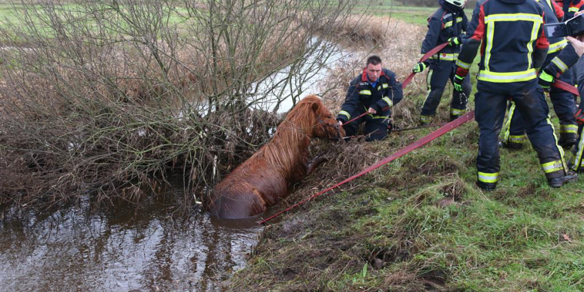 Paard na drie dagen onderkoeld in sloot aangetroffen