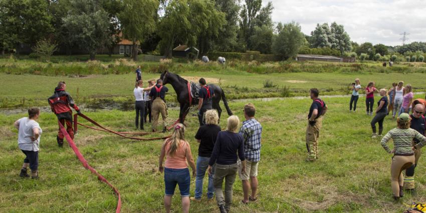 Brandweer redt paard uit de sloot