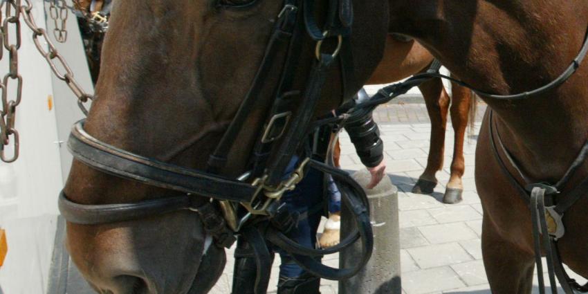 Paard komt om bij aanrijding, bestuurder auto rijdt door
