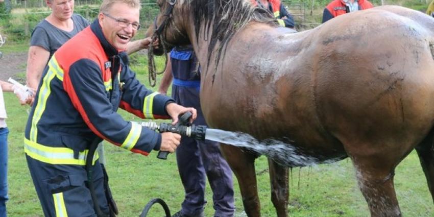 Paard gered uit diepe sloot 