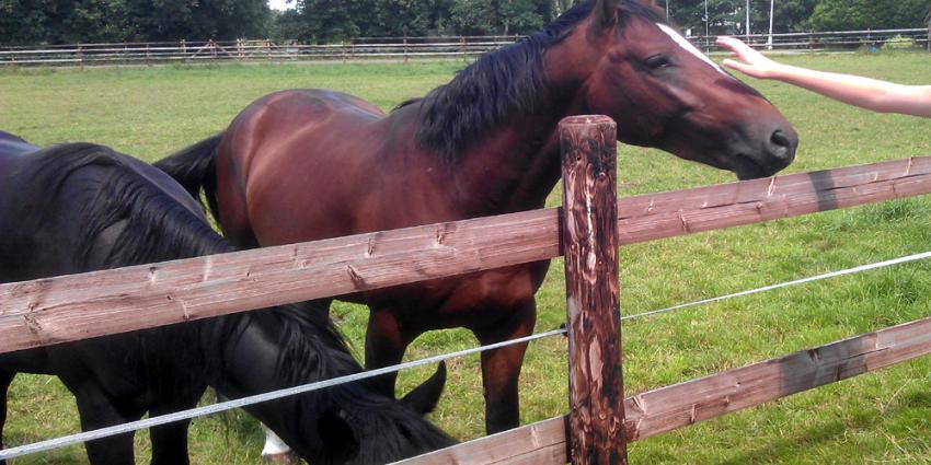 paarden-weiland-hek