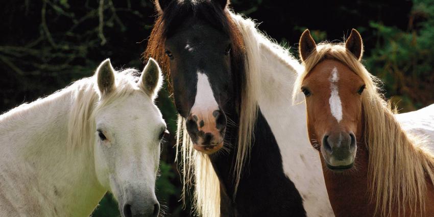 Opnieuw paard mishandeld