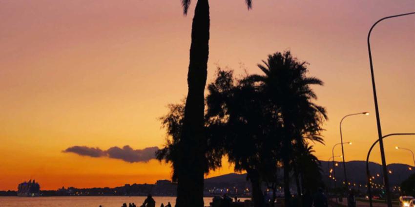 palmbomen-strand-Mallorca