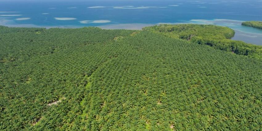 Nederlandse bedrijven koploper duurzame palmolie