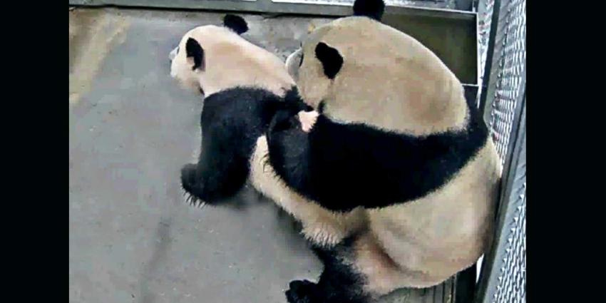 Panda S Wu Wen En Xing Ya Doen Het Voor Het Eerst Blik Op Nieuws