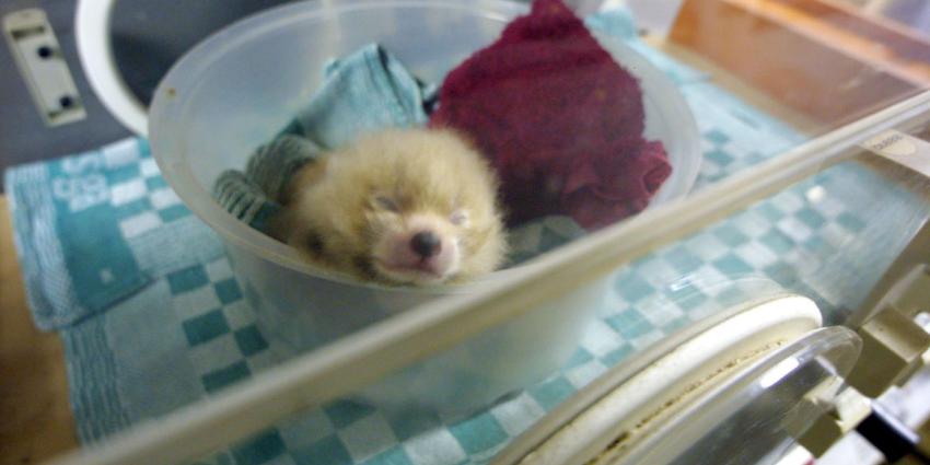 Panda geboren in Belgisch dierenpark Pairi Daiza