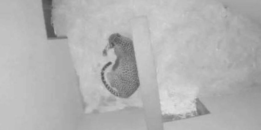 Tweede pasgeboren panterjong na 10 dagen opgegeten door moeder