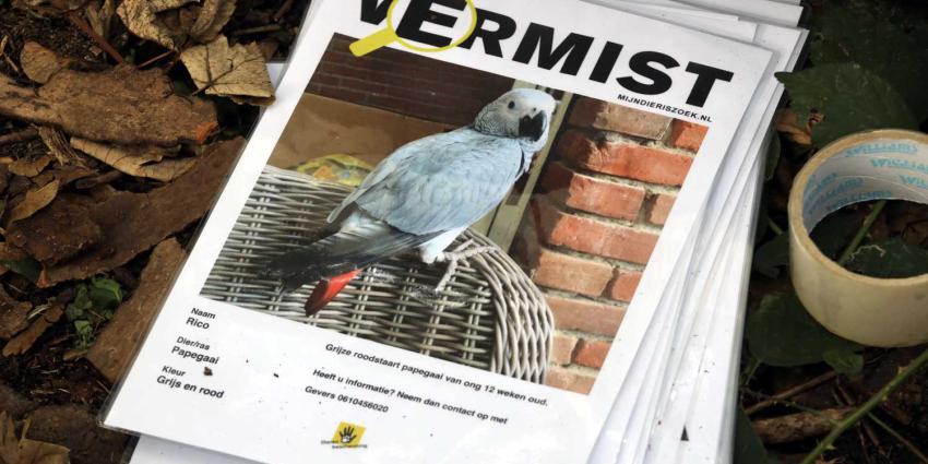 papagaai-vermist