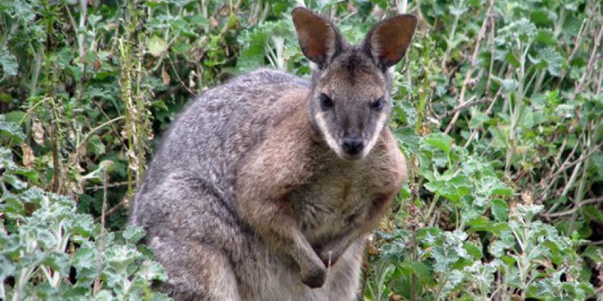 Dierenrijk: probleempje met plassende aap Pico