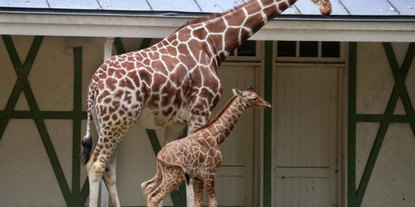 Pasgeboren giraffeveulen zet eerste stappen buiten