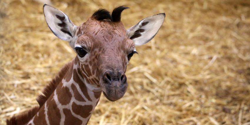 Opnieuw netgiraffe geboren in Artis