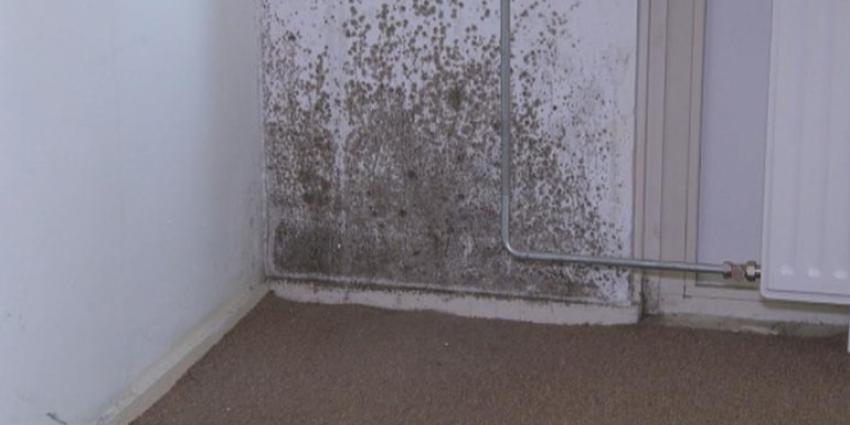 Klachtenregen bij ‘Meldpunt vocht en schimmel  in huurwoningen’