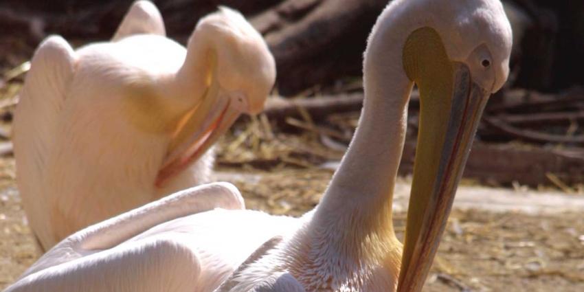 Roze pelikaan Artis dood en 10 eieren gestole