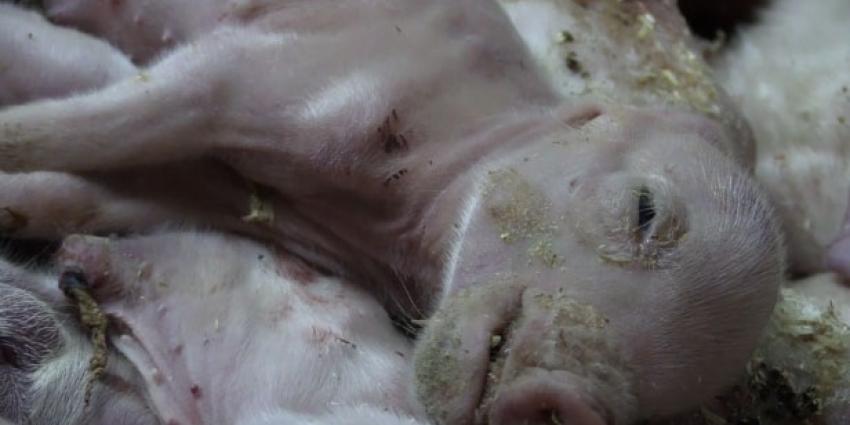 Schokkend! Animal Rights legt dierenleed bij varkensbedrijf vast