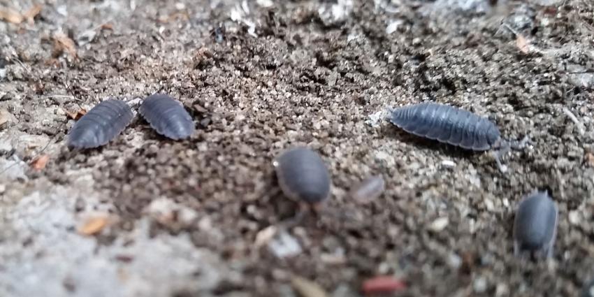 Pissebed vaakst geziene ‘bodemschatje