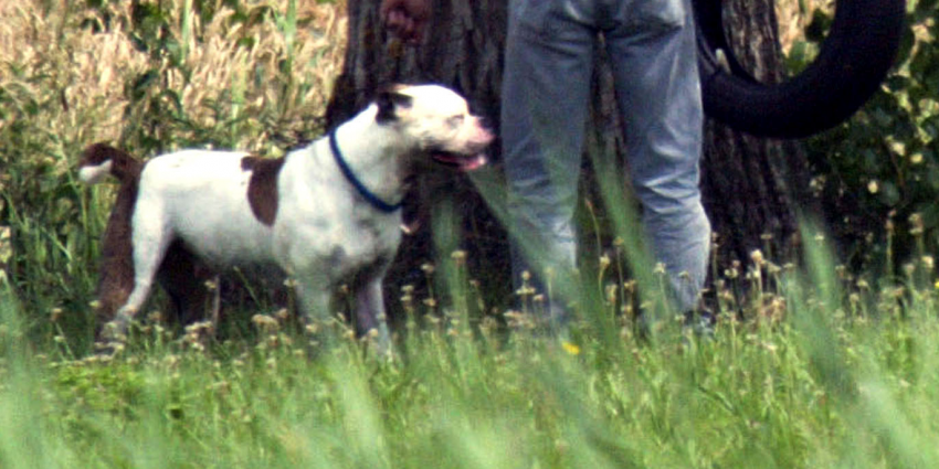 Pitbulls afgemaakt na bijtincident op baasje