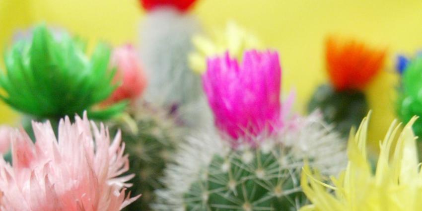 foto van plant | fbf