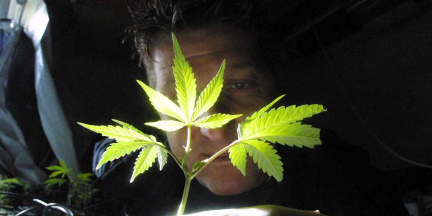 hennepteam, ontruimen, kwekerijen 