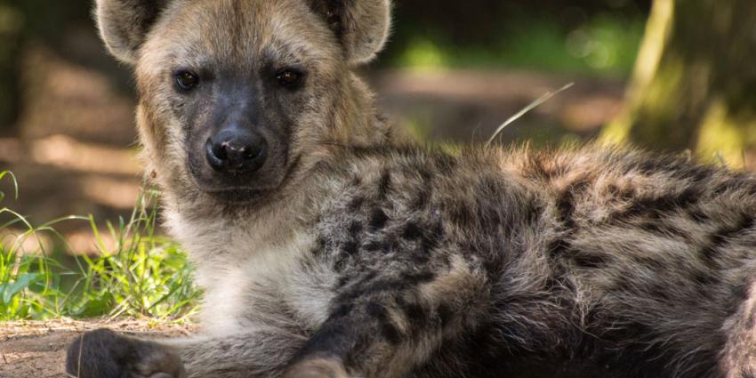 foto van Hyena overleden | DierenPark Amersfoort