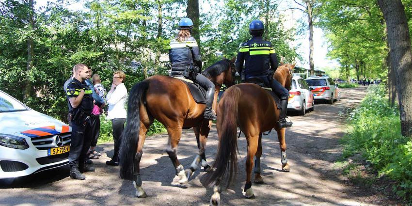 politie-paard