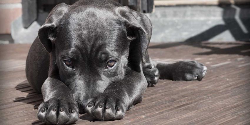 pup-hond