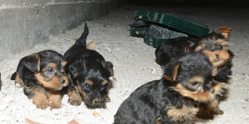 Haagse handelaar verstopt zijn hondjes in kruipruimte