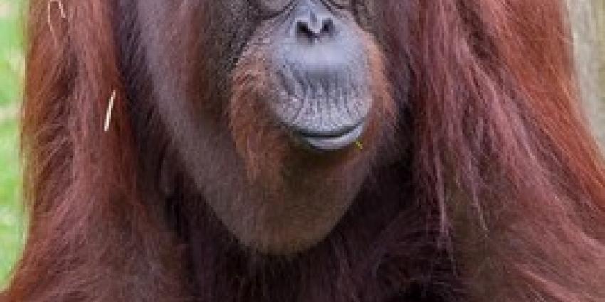 Oudste orang-oetan van Apenheul overleden