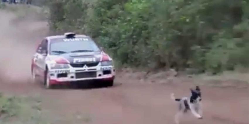 Deze hond heeft echt alle geluk van de wereld